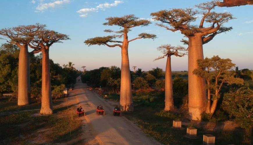 Morondava Baobab Alley