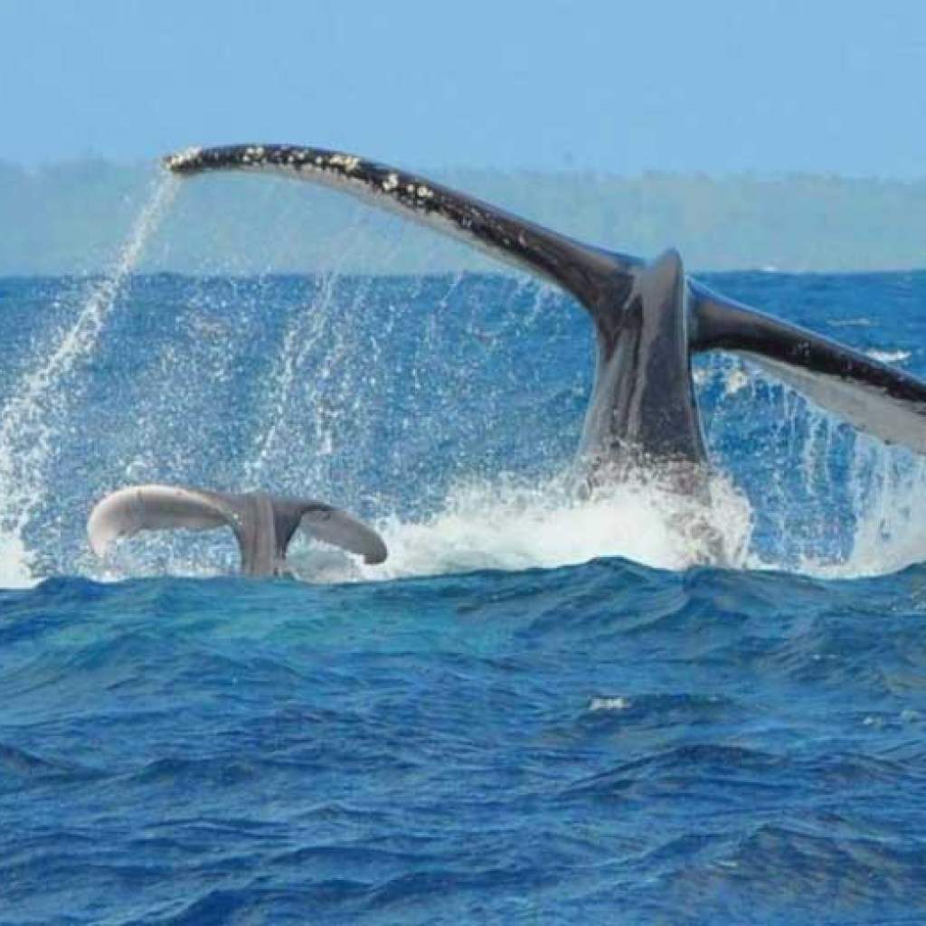 La saison des baleines