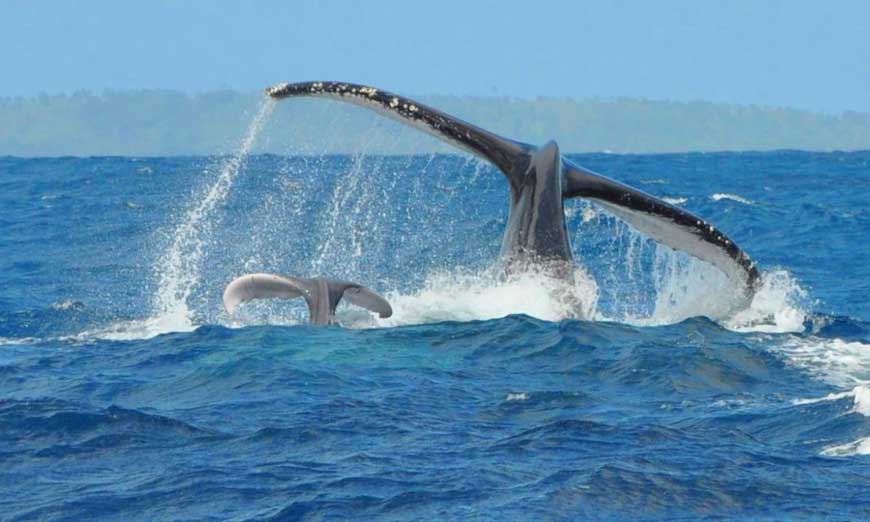 La saison des baleines