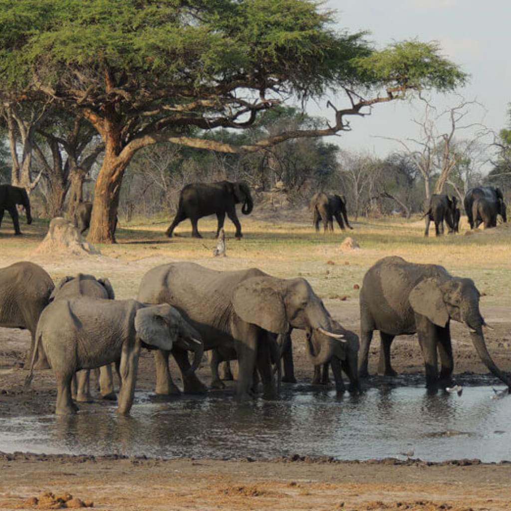 Un circuit inoubliable au cœur des terres sauvages zimbabwéennes