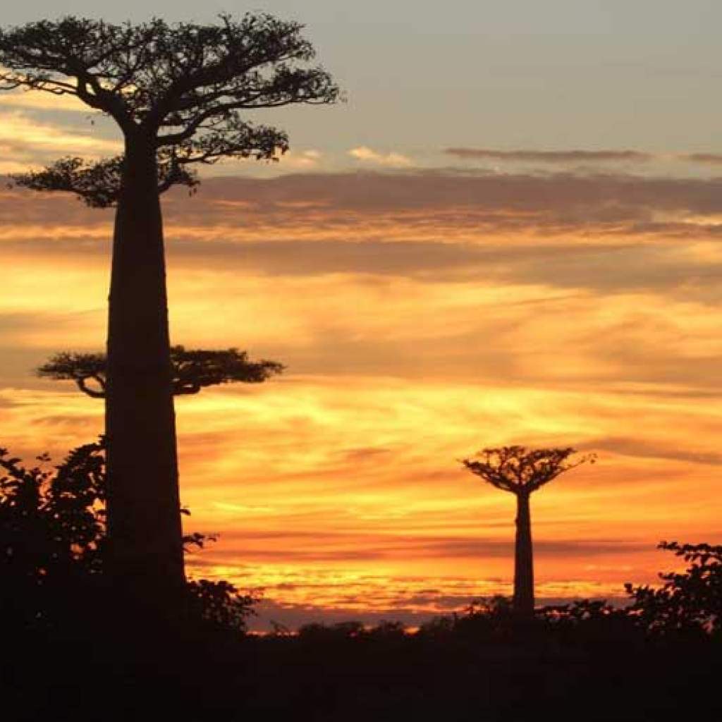 Book a hotel near the Alley of baobabs