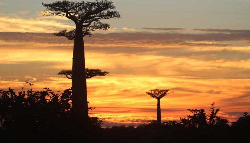 Allée des Baobabs