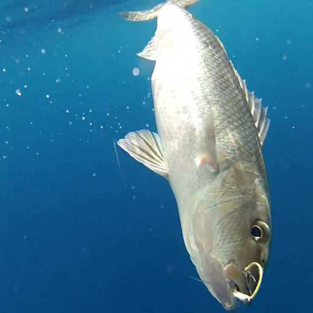 Pesca d'altura a Nosy-Be