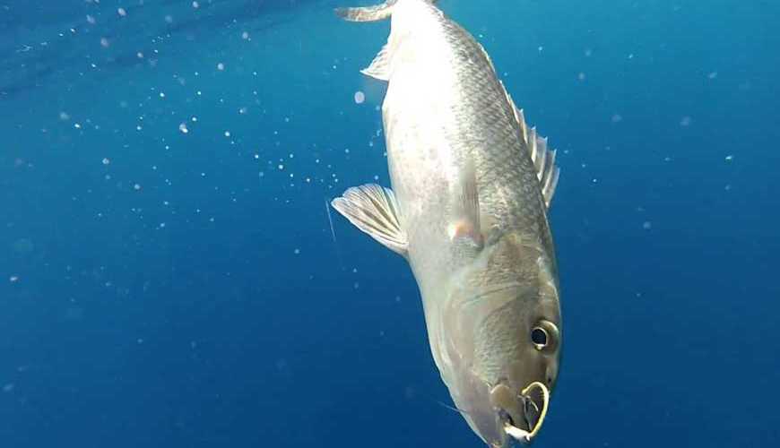 Deep sea fishing in Nosy-Be