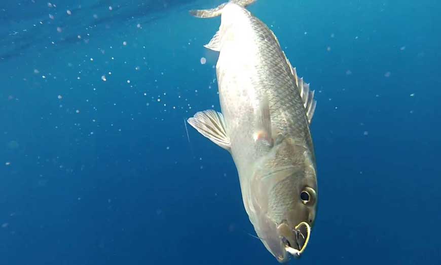 Pesca d'altura a Nosy-Be