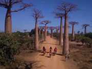 Enduro sport : The track Baobab