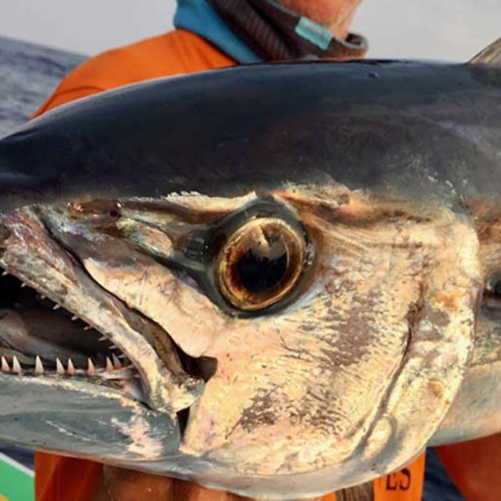 Sport fishing in Nosy-Be