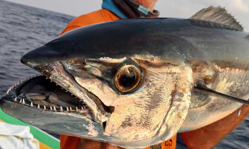 Sport fishing in Nosy-Be