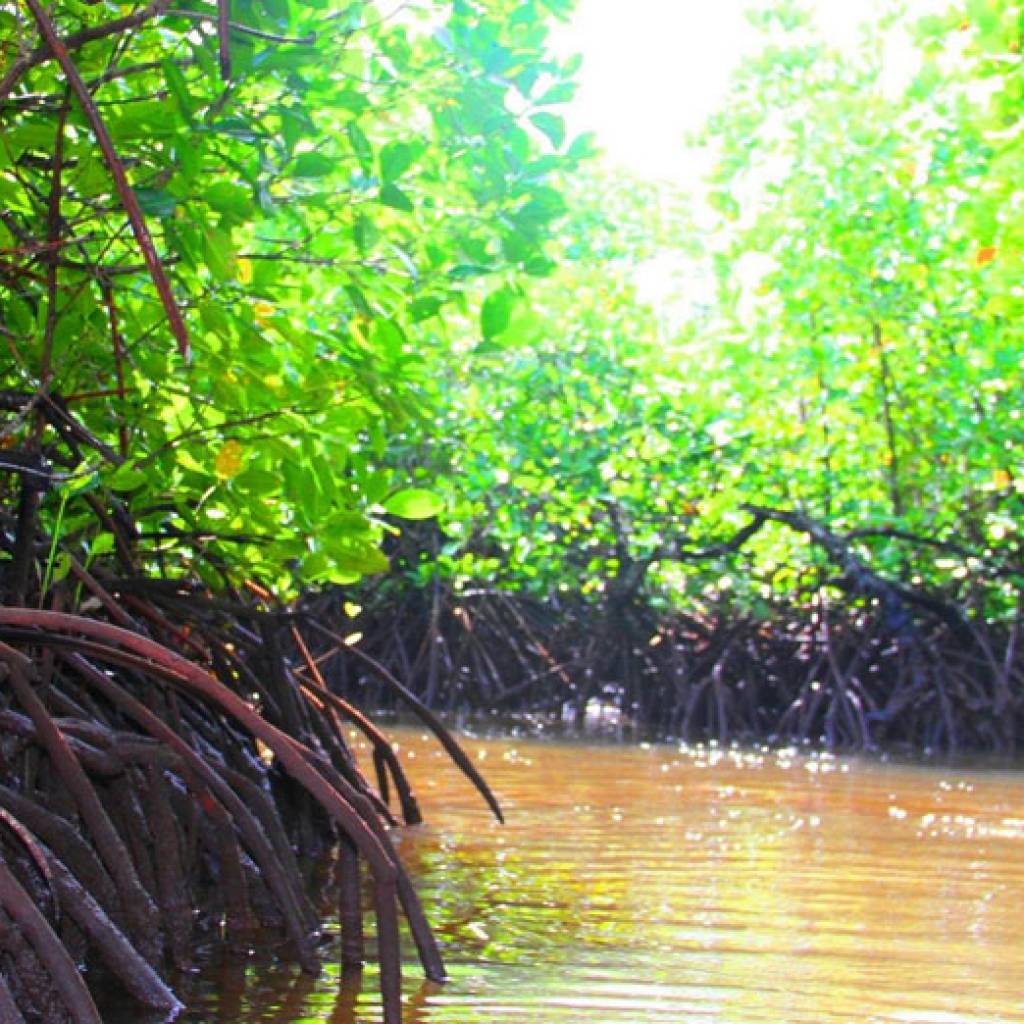 Out in the mangroves