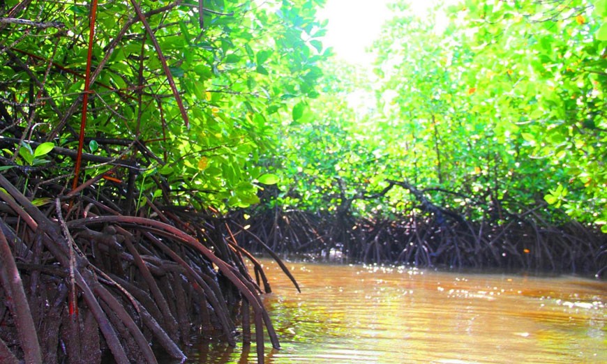 les mangroves