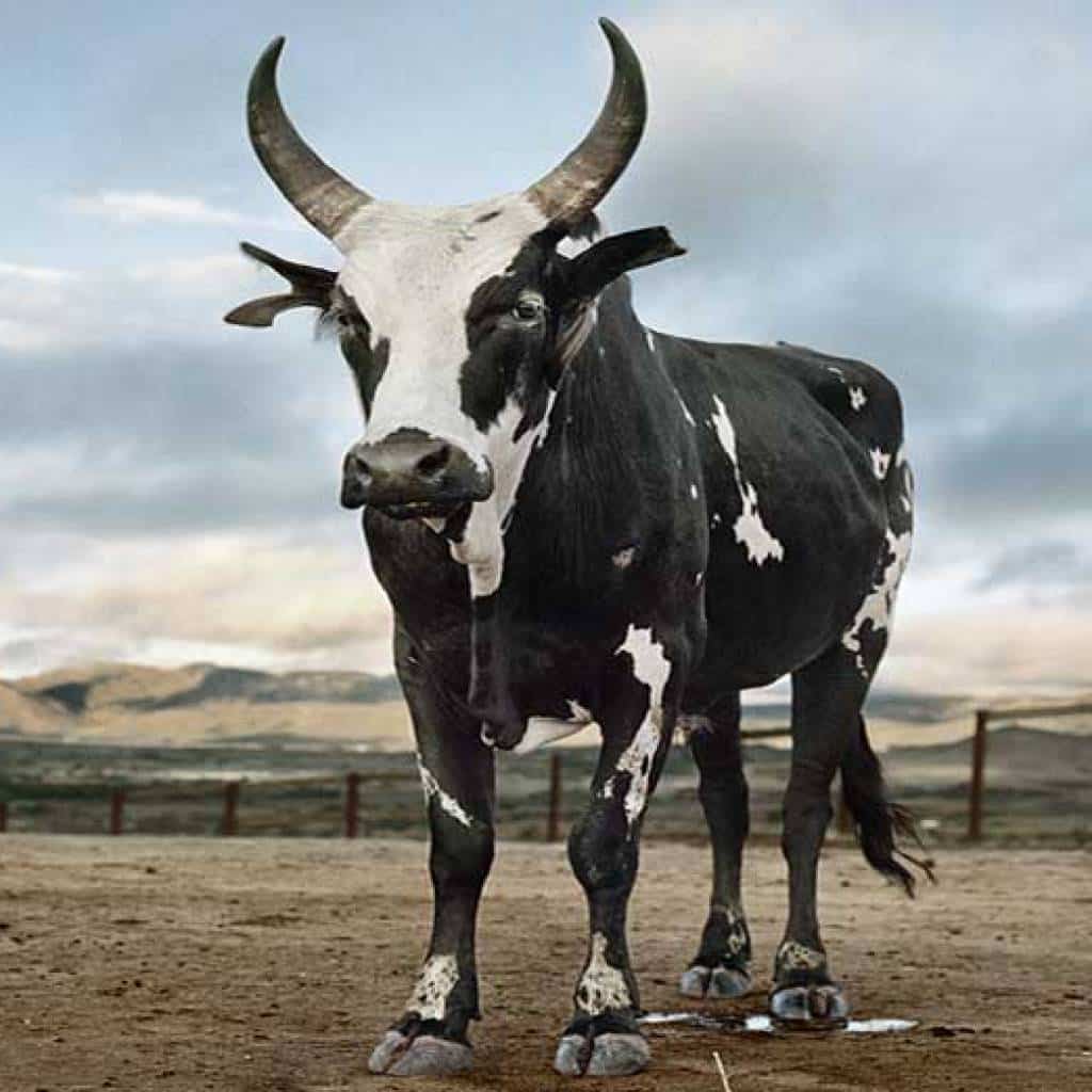 The zebu of Madagascar