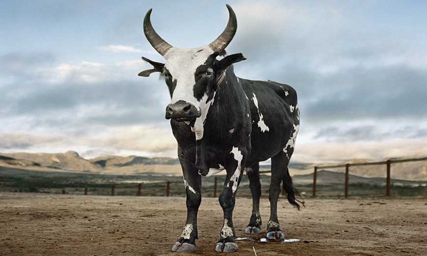 The zebu of Madagascar