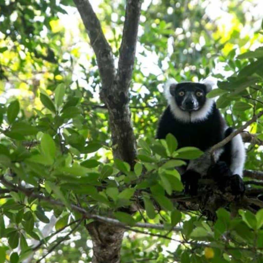 lémuriens de Madagascar