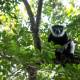 Discovering the lemurs of Madagascar