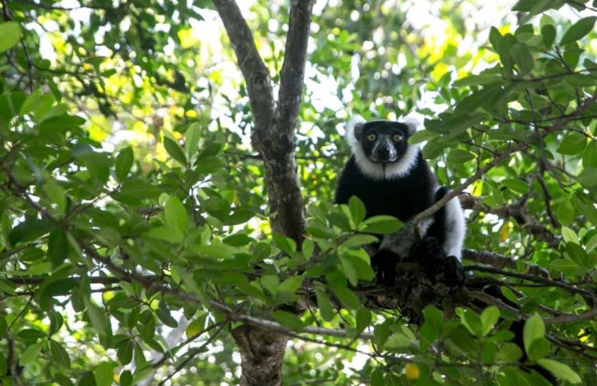Lemuri del Madagascar