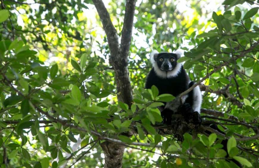 lémuriens de Madagascar